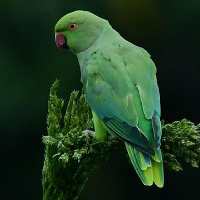 Suleshikhany's profile picture. 