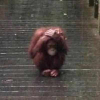 Коммунист из Питера // Мир народам! // Тут щитпост // Баннер сделан Евгением Ваничевым