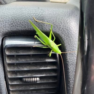 1IFRgNFEmAzherq's profile picture. 元気で可愛いニャンちゃんニ匹で暮らしてますゴルフ好きです