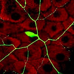 Cell-to-tissue architecture || Drosophila Secretion Traffic Lysosomes Matrix Cytoskeleton Morphogenesis and more at @neuroalc