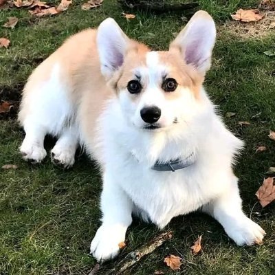 CharmingCorgi's profile picture. Welcome to #corgi @CharmingCorgi…this page is dedicated to all corgi lovers and owners💙