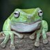 frogs r cool (@likefroggs) Twitter profile photo frogs r cool (@likefroggs) Twitter profile photo
