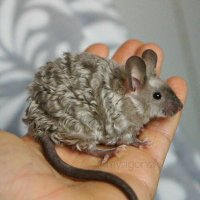 pao ᵕ̈ (@boricuacheerios) 's Twitter Profile