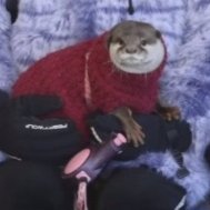 I'm just a mouthpiece for our Lord and saviour otter melonpan