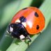 LadyBugJax (@ladybug_jax) Twitter profile photo LadyBugJax (@ladybug_jax) Twitter profile photo