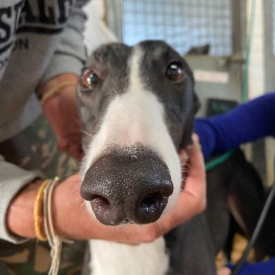 Greyhound racing lover. And punter.
Ig @punkrockcaramelo Retired not rescued