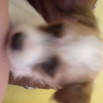 HinamoriCh70360's profile picture. Hi, I am Carol

she/her