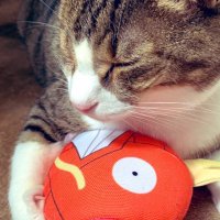 うり (@uriuri_cat) 's Twitter Profile