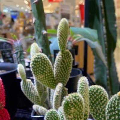25over 🟦⛓️本誌0時待機 腐ってます。最推🌱主人公は右。自我有。お取引でフォローしていただいた方、うるさいので終了後は遠慮なくリムーブ⭕️通知不良多🌈🕒取引用🗝️→@kekeke_second