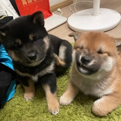 damao_chillcat's profile picture. 