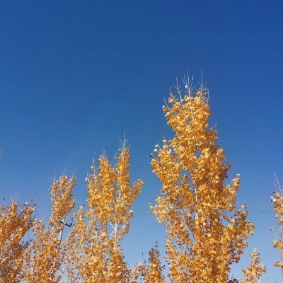 power8888881's profile picture. 深圳  缚手
