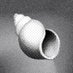 Shoal Research (@shoalresearch) Twitter profile photo Shoal Research (@shoalresearch) Twitter profile photo