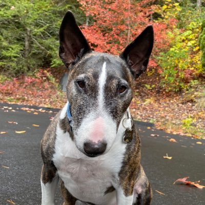 Living the life in the Blue Ridge Mountains. Just rescued and ready to see what a 5 year old mini bull terrier can see in the mountains of North Carolina.