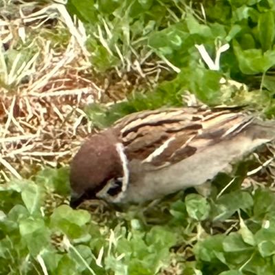 Transistor503_2's profile picture. 翠嵐75th→東北大学C3 理化→理数