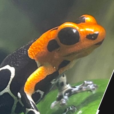 dendro_fancier's profile picture. 2022夏、ヤドクガエルに魅せられました。色々あって最近はヤモリ・トカゲに傾倒気味。かつてはクワガタ屋でした。2024とんぶり「ヤドク沼案内所」出店者。写真や動画の無断転載はお断りします。