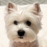 GregMarSci 💙 (@brismarsci) 's Twitter Profile Photo GregMarSci 💙 (@brismarsci) 's Twitter Profile Photo