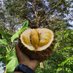 Santo bibit duren (@ketilengsanto) Twitter profile photo Santo bibit duren (@ketilengsanto) Twitter profile photo