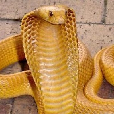 SalomonMej60248's profile picture. 