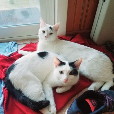 The cutest polka-dot pair on the internet! A brother and sister duo from Massachusetts 😺😼