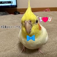 ぴっぴ (@pippi719) 's Twitter Profile Photo ぴっぴ (@pippi719) 's Twitter Profile Photo