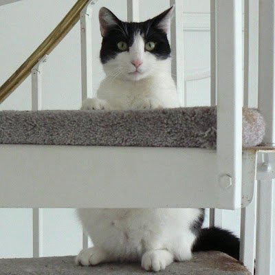 ChatteDuma52710's profile picture. Semi-retired lawyer, waiting for reason and accountability to return.