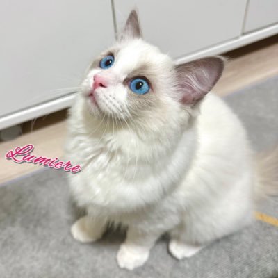 lumiere_cat1216 Profile Picture