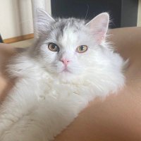 けいたまえだ (@maedap_frontp) 's Twitter Profile