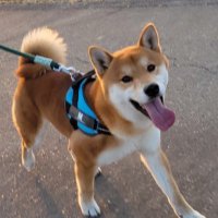 まる (@shibainu_dir) 's Twitter Profile