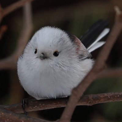 rainbowbutterf9's profile picture. 浦島坂田船の志麻さん、Rayflower、DUSTAR-3のYUKIちゃん、D1ドライバー の斎藤太吾選手、yasu、及川光博さん、松田悟志さんが大好きです。