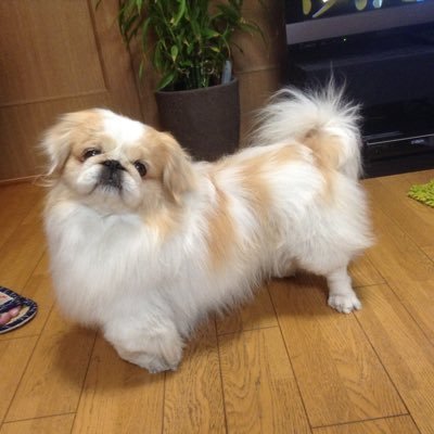 アズさんのプロフィール画像