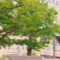 こー (@grgrbo) Twitter profile photo