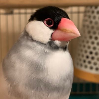 かいぬしもすなる日記といふものを、ぶんちょうもしてみむとて、するピ🐤🍀🌸 白文鳥♂・桜文鳥♂