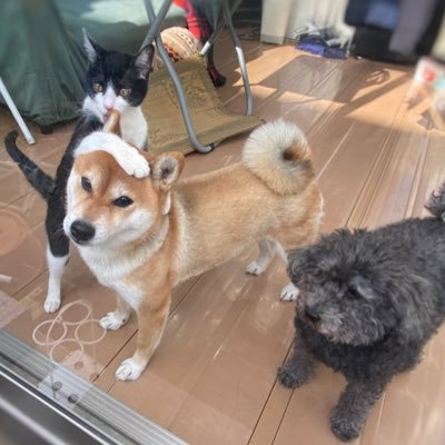 shianmatsue0717's profile picture. トイプードル キュル🐩♀2013/06/01、柴犬 Chimo🐕♀2019/06/20、ハチワレ猫 庵🐈‍⬛♂ 2023/09/01 YouTube"きゅるちもいおりちゃんねる"↓↓↓