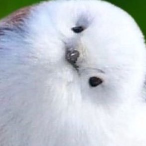 9004sodachi's profile picture. いいねRTは共感と応援 スパムゾンビ絶許 口悪いです