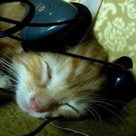 ushankatt's profile picture. 18