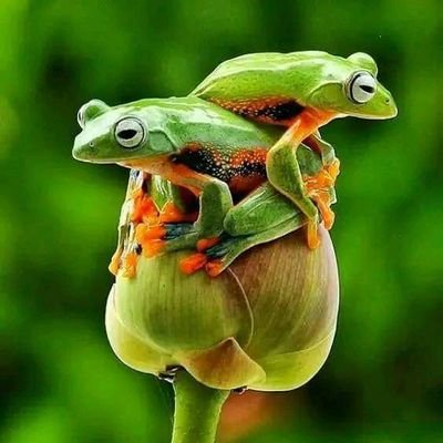 Frogs Lovers Club