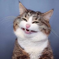 Mücahit Pala (@kendinetarihci) 's Twitter Profile