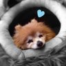 silence97's profile picture. 노 대통령과 나는 아주 작은 지천에서 만나, 험하고 먼 물길을 흘러왔다. 바다로 갈수록 물과 물은 만나는 법이다. 혹은 물과 물이 만나 바다를 이루는 법이다. 이 땅의 사람들도 그랬으면 좋겠다. 역사의 큰 물줄기를 이뤄 함께 흘렀으면 좋겠다. -문재인 대통령의 '문재인의 운명'-