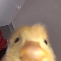 dumbkin donut (@kinofthejungle) 's Twitter Profile Photo dumbkin donut (@kinofthejungle) 's Twitter Profile Photo