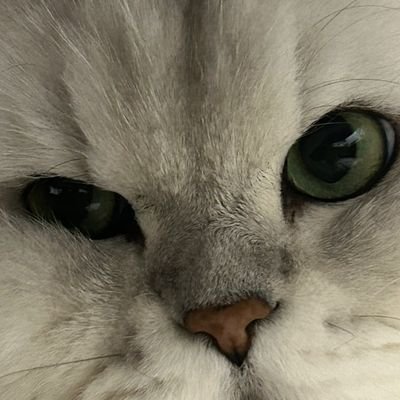 pyoalstj's profile picture. 