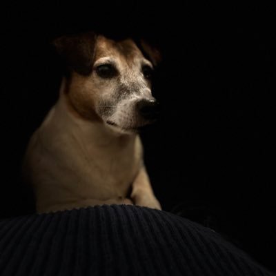 fenirec's profile picture. 🇳🇱 🇬🇧 #Hodl if you can