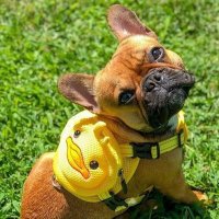 Frenchie Owners(@frenchieowners1) 's Twitter Profile Photo