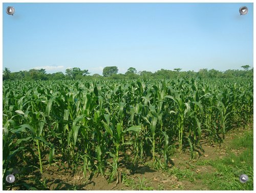 SEMILLASPUJANZA's profile picture. 