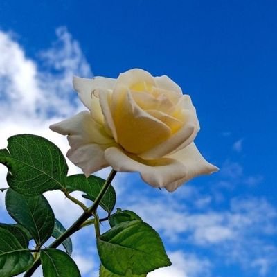 Mahlatse_14's profile picture. 