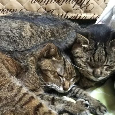 猫さん大好きで多肉植物初心者の女性です🙆♀️皆様の猫さんなどの画像が楽しみです😺
共感などのff内外❤️しがちです🙏フォローには勇気がいります😅無言フォロー失礼します🙇♀️エロ、現金配布、副業、DMしつこい方などブロック、無断転載🚫#ネコ好きさんと繋がりたい