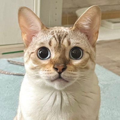 ichi_t130's profile picture. ■2.5次元演劇団「想演」(@doujin_souen )所属■