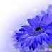 Daisy April 💙 #NoToViolenceZW (@daisyapril3) Twitter profile photo Daisy April 💙 #NoToViolenceZW (@daisyapril3) Twitter profile photo