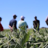 Purdue Agronomy Extension(@PurdueAgryExt) 's Twitter Profile Photo