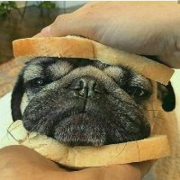 Jaque Mate (@soyunpugcarlino) 's Twitter Profile