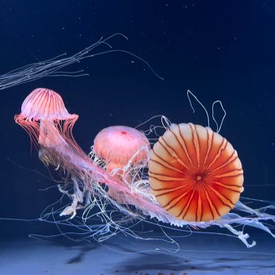 jidaraku_1166's profile picture. そこそこの体力があるのでライブに行く